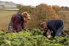 Harvesting organic