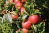 Organic apple revolution