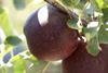 Soluna apple on tree