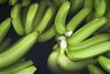 Ecuador Bio-Bananen - Produktion & Verpackung (40)