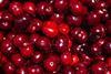 Spanish Picota cherries