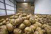 IMAGE AHDB estimates there were 2.11Mt of potatoes in grower held stores at end-January