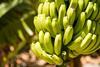 bananen_Wirestock_AdobeStock