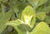 Apple Mint is Sainsbury's herb of the month for June