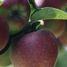Size problems reduce for English apple crop