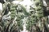 Jamaica exits banana export game