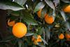 Oranges on tree