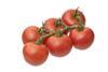 Egerie tomato