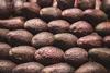 Hass avocados packed in rows Adobe Stock