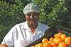 South African citrus volumes stable