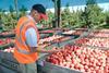 NZ apples in crates