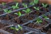 Plug producers are keen to go peat-free before any horticultural trade ban