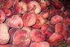 Spanish stonefruit hits UK market