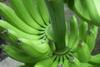 Ecuador_Bio-Bananen_-_Produktion___Verpackung__60__05.jpg