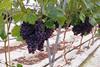 PL Mazovia grapes Biedronka