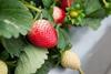 AU Australia strawberry strawberries generic