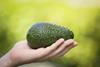 avocado-harvest