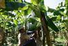 Colombian banana output set to fall