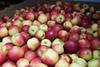 Äpfel aus Deutschland