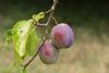 UK plums