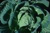 Cabbage cuts cancer risk