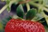 Strawberry smell trademark failure