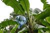 Colombian banana growers link up