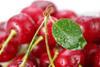 Communication lets down stonefruit at a promising time