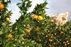 RSA citrus