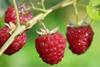 Spain's raspberry growers cautious