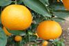 Mehadrin Easy Peeler - Sorte Hadas (2)