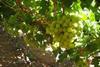 World grape output rises
