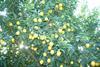 Argentinien_cosechando limones_Zitronen_Betina Ernst (1)