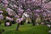 Sizergh Castle orchard in cumbria Photo courtesy of NTPL/Val Corbett