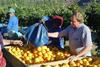Souh Africa citrus