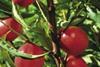 Chile apples