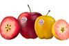 FR CREDIT Ifored TAGS Kissabel apples red yellow