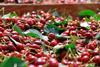 US NW Pacific Northwest Washington cherries in tub