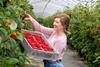 Angus Soft Fruits is having a “very special" raspberry season