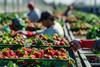 Strawberry pickers Adobe Stock