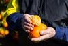 Dandy Mandy Mildura Fruit Company MFC new seedless mandarin