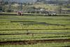 Lettuce production Gatton Queensland Australia