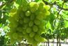 Early start for Namibian grapes