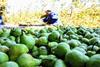 ZA pears Western Cape