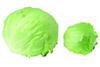 The lettuce is 75 per cent smaller than normal Icebergs
