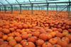 Edible pumpkins on the rise