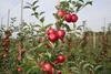Gala thriving this season in The first Organic Concept Orchard, in Marden, Kent