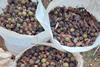TopNut Harvested macadamia nuts South Africa