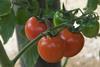 Tomaten_Osteuropa.jpg