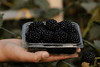 Pairwise Fontana blackberry
